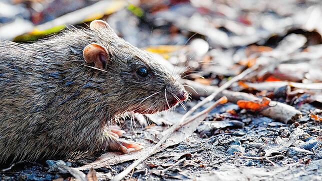 Bild : Ratten im Visier: So will die Stadt die Population von Schadnagern reduzieren