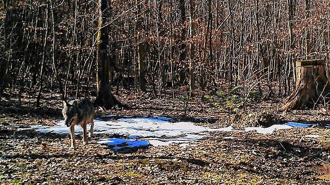 Ein eindeutiger Wolfsnachweis, doch anhand von Fotos können die Tiere nicht unterschieden werden. Ende Februar 2019 tappte dieser Wolf ...
