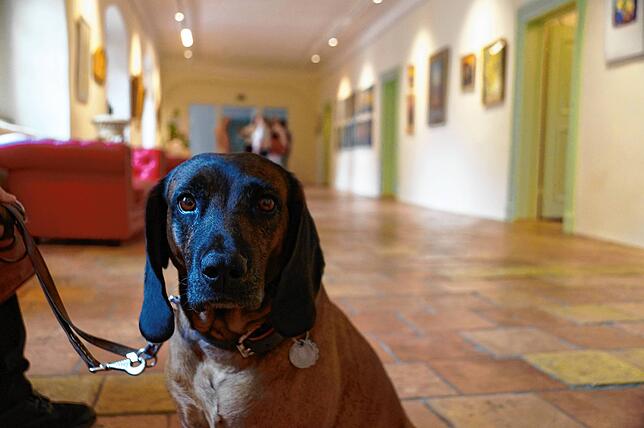 Bild 14: Bilder vom Tag der Offenen Tür auf Schloss Hohenfels