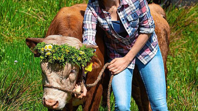 Der Schwarzwaldverein ist unter die Rinderhalter (Hinterwälder) gegangen. Im Bild Marisa Schwenninger beim Auftrieb auf die Weide von ...