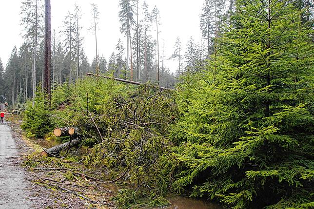 Bild 12: Bilder-Story: Rundgang im von den Sturmtiefs Sabine, Bianca und Diana beschädigten VS-Wald
