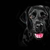 Dieser Blick: Der Labrador hat die Herzen der Deutschen erobert.