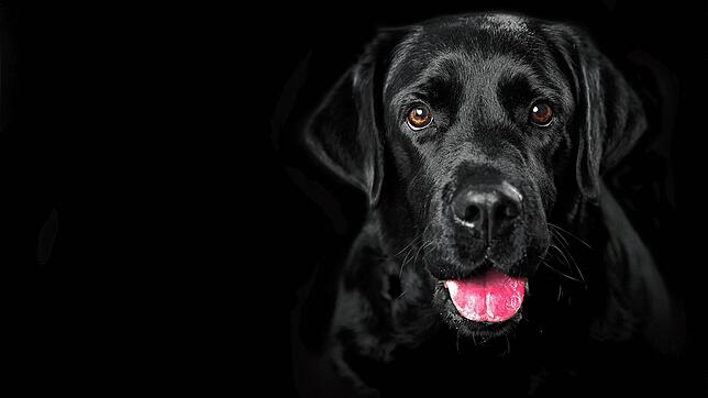 Dieser Blick: Der Labrador hat die Herzen der Deutschen erobert.