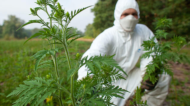 Vor allem die Pollen der Ambrosia sind gefährlich. Allergiker können Heuschnupfen oder sogar Asthmaanfälle erleiden. Bei der Entsorgung ...