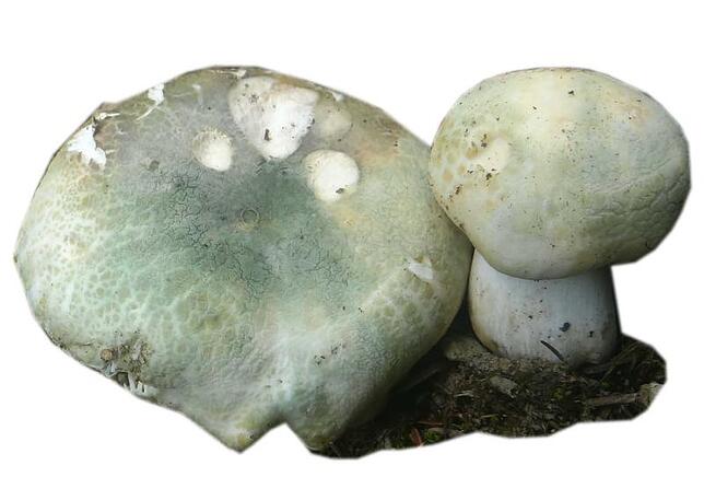 Grüngefelderter Täubling (Russula virescens).
