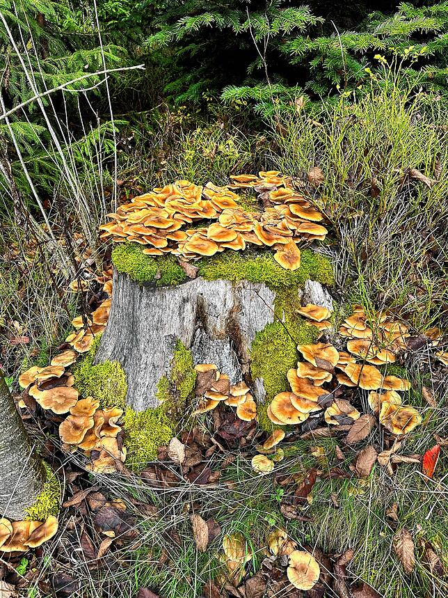 Bild 2: So schön ist der Herbst im Schwarzwald und auf der Baar