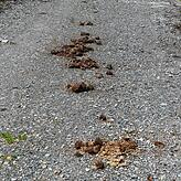 Auch Pferde sind auf dem Gehrenberg unterwegs.