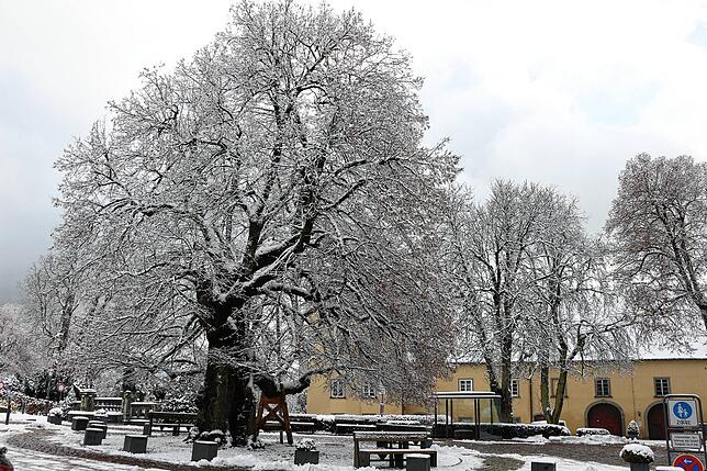 Bild 6: So schön grüßt der Winter aus Heiligenberg