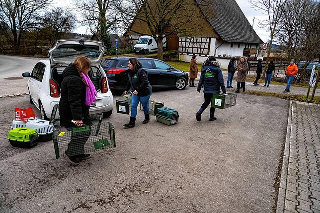 Helferinnen des Tierschutzvereins und des Ordnungsamtes rücken mit Lebendfallen an, um auf einem Hof in Nordstetten wilde Katzen ...