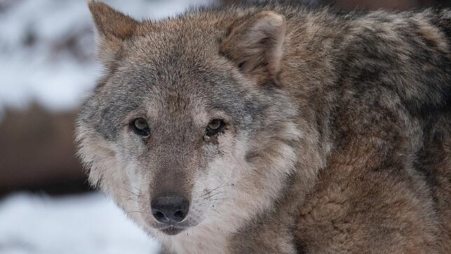 Bild : Wolfsnachweise in Baden-Württemberg