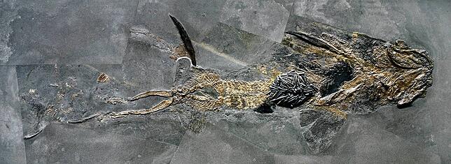 Dieser Hybodus hatte wohl ein Verdauungsproblem: Sein Magen ist voller Donnerkeile. Foto: Günter Schweigert