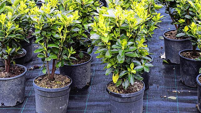 Kirschlorbeer-Pflanzen in Töpfen: Sie werden gerne gekauft, um eine Hecke zu pflanzen. Doch in der Schweiz ist das bald verboten.