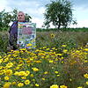 Landwirt Edgar Bäurer bietet auf dieser Wiese Bienen reichlich Nahrung an.