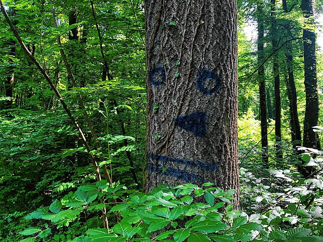Bild 6: Wandern vor der Haustür (Teil 4): Durch den Bürgerwald zum Küssaberger Rheinufer