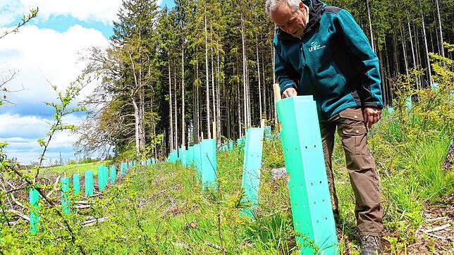 Der Hüfinger Revierförster Andreas Wolf prüft im Gewann Wolfsbühl, wie sich in der Wachstumshülle ein Minibäumchen entwickelt. Das ...