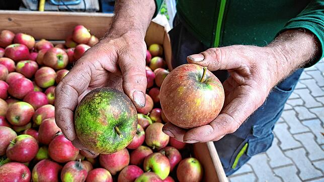 Erhard Karrer zeigt zwei seiner Natyra-Äpfel mit Rußflecken: Zwar ist der Apfel dadurch nicht im Inneren beschädigt, muss aber trotzdem ...