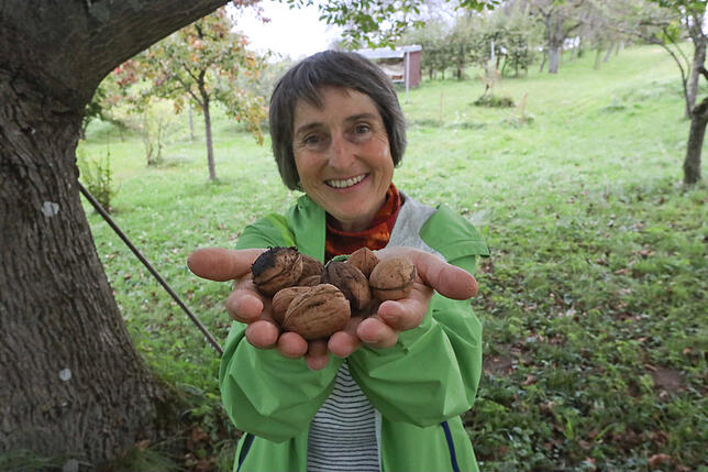 Renate Schmitz zeigt ihre Walnüsse. Die sind besonders begehrt bei Spaziergängern – sehr zum Ärger der Besitzerin.