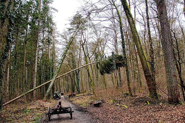 Bild 5: Die spektakulären Narrenbaum-Momente aus dem Altbohlwald: Holzhauer der Narrizella Ratoldi schlagen zu