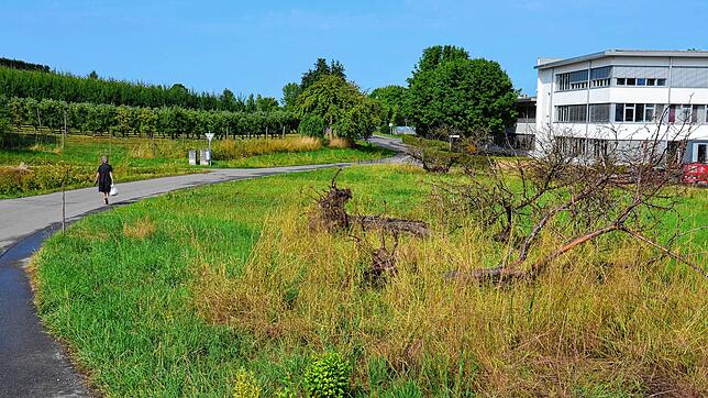 Ein Teil der gefällten Bäume auf dem Gelände Torenbach. Hierhin soll das Gewerbegebiet erweitert werden.