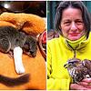 Um verletzte Siebenschläfer (links) kümmert sich Yvonne Bütehorn von Eschstruth (rechts) mit den Ehrenamtlichen der Wildtierhilfe und ...