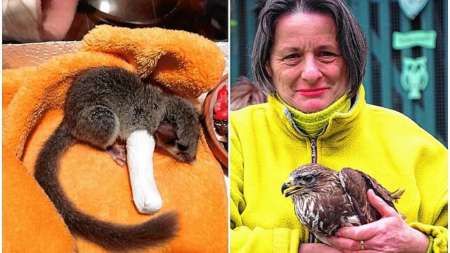 Um verletzte Siebenschläfer (links) kümmert sich Yvonne Bütehorn von Eschstruth (rechts) mit den Ehrenamtlichen der Wildtierhilfe und ...