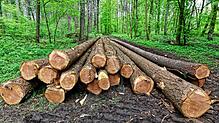 Der Wald hat viele wichtige Funktionen. Die wirtschaftliche Nutzung ist nur eine davon. Bild: Martin Wendel