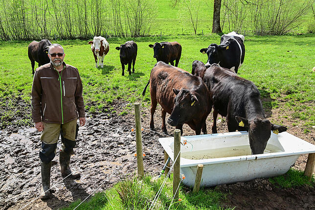 Die dunklen Tiere sind Wagyu-Rinder, die Wolfram Haas wie die übrigen Kühe als Pensionstiere auf seiner Weide hält.