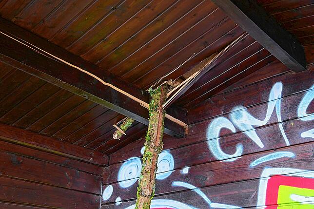 Das Holzdach des Buswartehäuschens hat dem Baum nichts entgegenzusetzen.