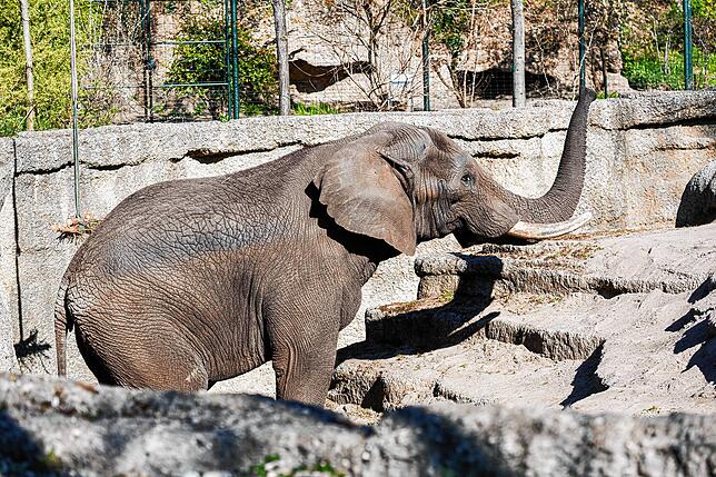Im Zoo Basel hofft man, dass Elefantenbulle Tusker (29) für Nachwuchs sorgen wird. Die Aufnahme entstand im April 2021.