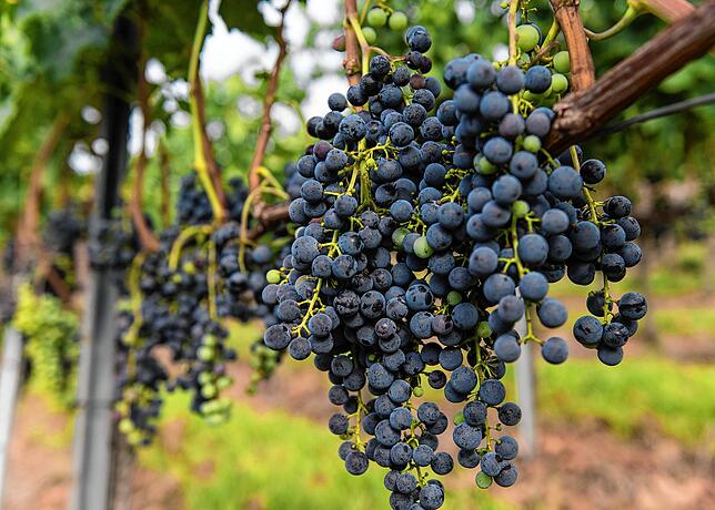Dünnschalige Traube wie Merlot sind anfällig für Sporen und Pilze. Bauern halten mit Fungiziden dagegen. Biobauern nutzen dafür ...