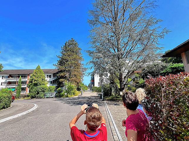 Ohne Feldstecher ist das Nest der Asiatischen Hornisse hoch oben im Baum wegen des dichten Laubs kaum zu erkennen.