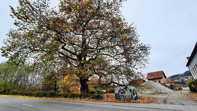 Die Schlossplatane ist mehr als 200 Jahre alt.