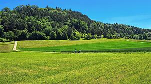 Als Standort für den Waldkindergarten war Hilzingens kleiner Hausberg Plören vorgesehen. Nun wird die Fläche doch nicht genutzt werden.