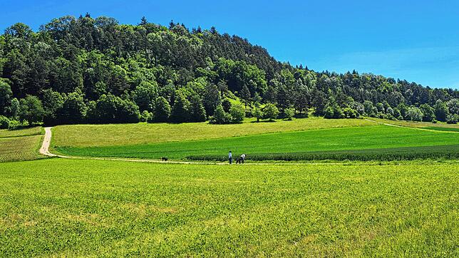 Als Standort für den Waldkindergarten war Hilzingens kleiner Hausberg Plören vorgesehen. Nun wird die Fläche doch nicht genutzt werden.