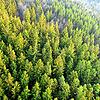Der Wald hat mit vielen Problemen zu kämpfen, wirft aber dennoch Gewinn ab.