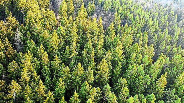 Der Wald hat mit vielen Problemen zu kämpfen, wirft aber dennoch Gewinn ab.