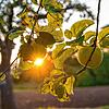 Äpfel hängen bei Sonnenaufgang an einem Baum auf einer Streuobstwiese. Jahrelang waren die Preise für Äpfel und Birnen mies. Seit ...