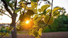 Äpfel hängen bei Sonnenaufgang an einem Baum auf einer Streuobstwiese. Jahrelang waren die Preise für Äpfel und Birnen mies. Seit ...