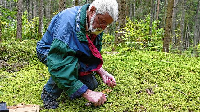 Albert Ross aus Bonndorf ist staatlich anerkannter Pilzexperte und erklärt, wie dieses Jahr die Pilzsaison ausfällt.