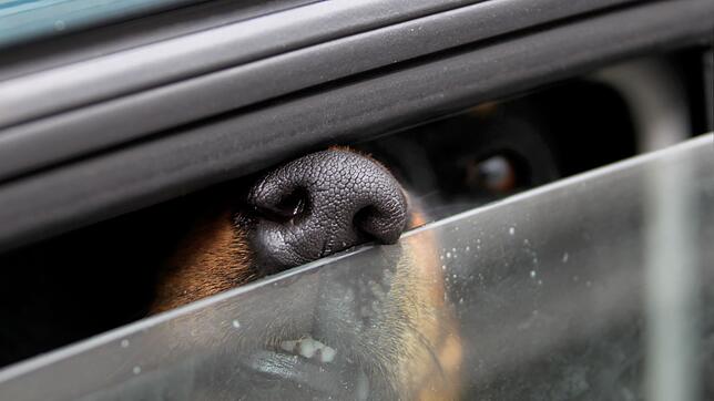 Ein Hund steckt in einem Auto seine Nase durch einen Spalt. Der Schlüssel liegt im Wagen, der Hund ist eingesperrt. (Symbolbild)