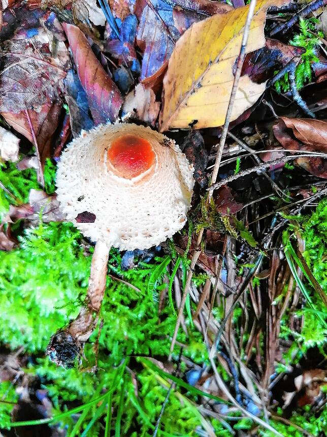 Kleine Schirmlinge können Amanitin enthalten, das Gift des grünen Knollenblätterpilzes.