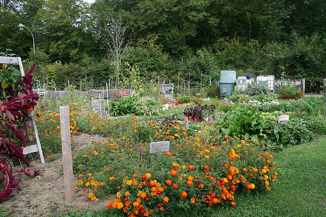 So schön bunt gedeihen die Blumen im Gemeinschaftsgarten „Ein Paradies für Alle“. Im Hintergrund sind die Gemüse- und ...