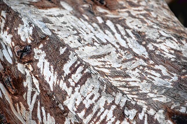 Biber-Bissspuren aus der Nähe: Die Rinde an diesem gefällten Baum ist abgenagt.