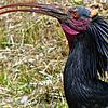 Waldrapp Zoppo, drei Jahre alt, nach seiner ersten Rückkehr an den Bodensee Anfang Mai bei Goldbach. Inzwischen sind ihm mit Sky, ...