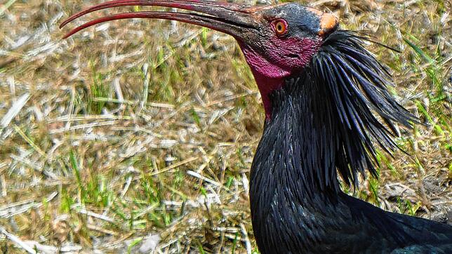 Waldrapp Zoppo, drei Jahre alt, nach seiner ersten Rückkehr an den Bodensee Anfang Mai bei Goldbach. Inzwischen sind ihm mit Sky, ...