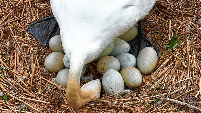 Erste Risse in den Eierschalen sind erkennbar.