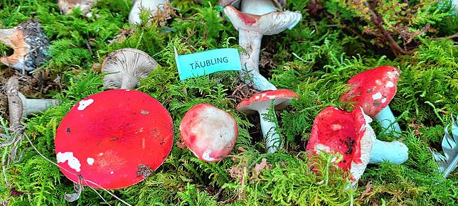 Täublinge (Russula) zählen mit schätzungsweise 750 Arten zu den artenreichsten Pilzgattungen. Scharfe und nicht mild schmeckende ...