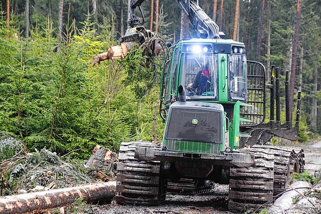 Bild 22: Bilder-Story: Rundgang im von den Sturmtiefs Sabine, Bianca und Diana beschädigten VS-Wald