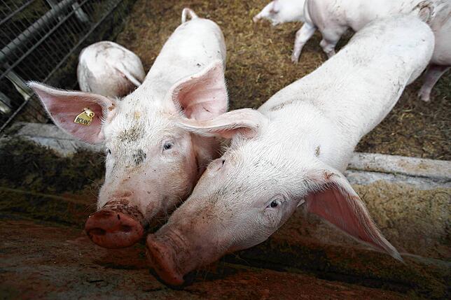 Rüssel voraus! Die Schweine fühlen sich auf dem Hof in Kaltbrunn sauwohl.