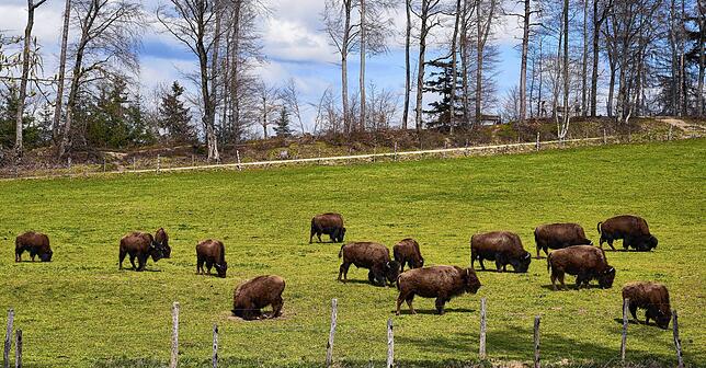 Bisons im Bodenwald.